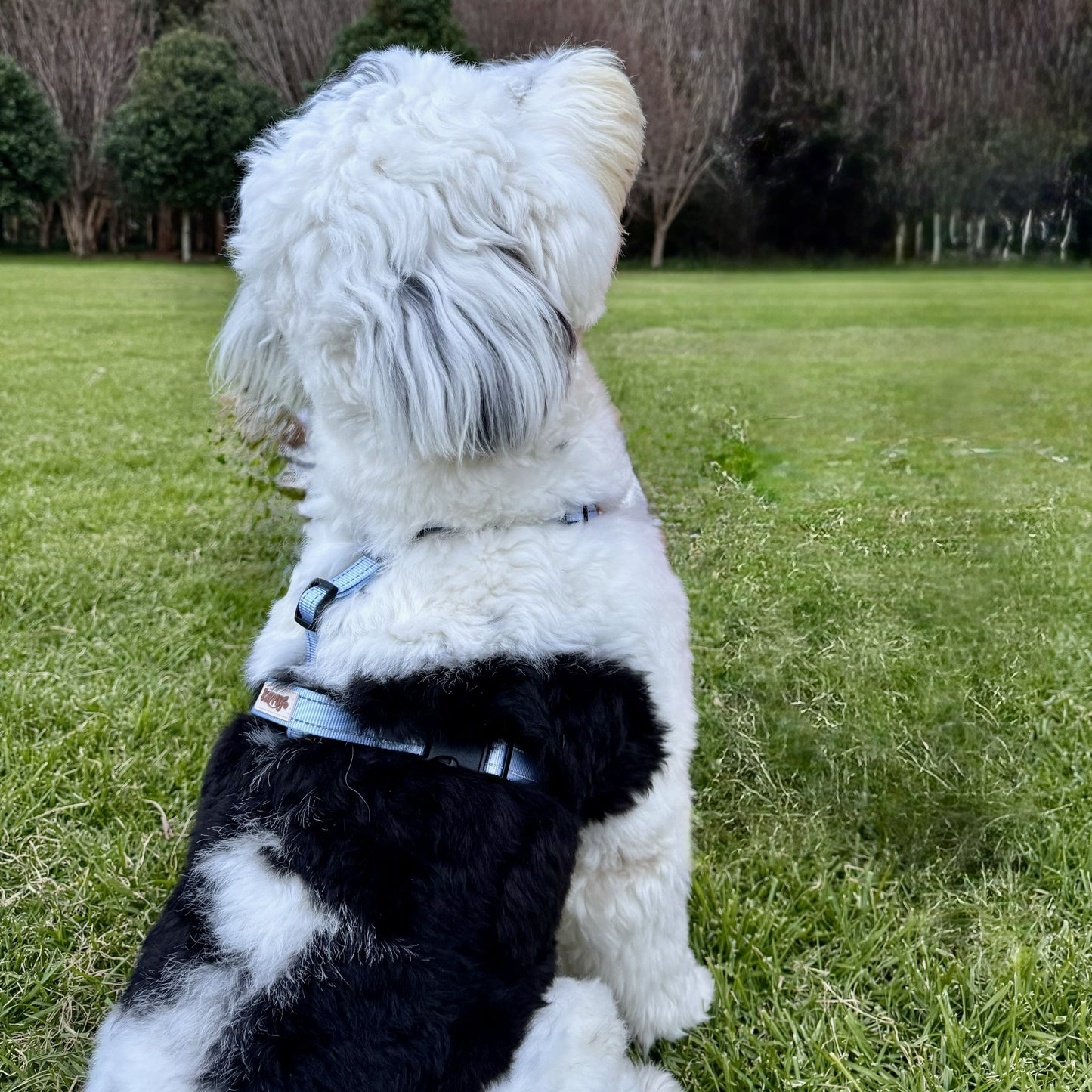 HAPPUP BIGPAW Macaron Dog Harness