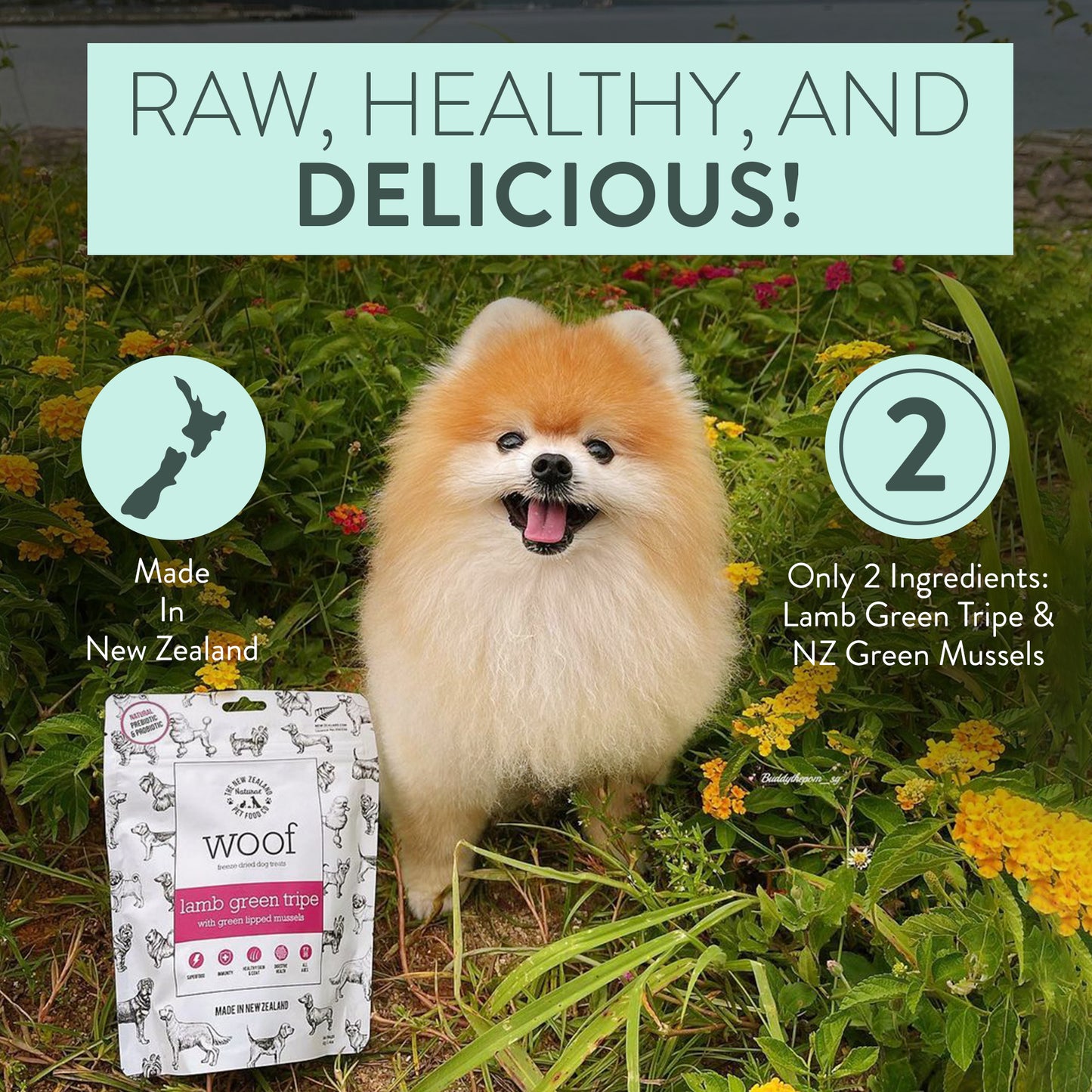 WOOF - Freeze Dried Dog Treat - Lamb Green Tripe 40g