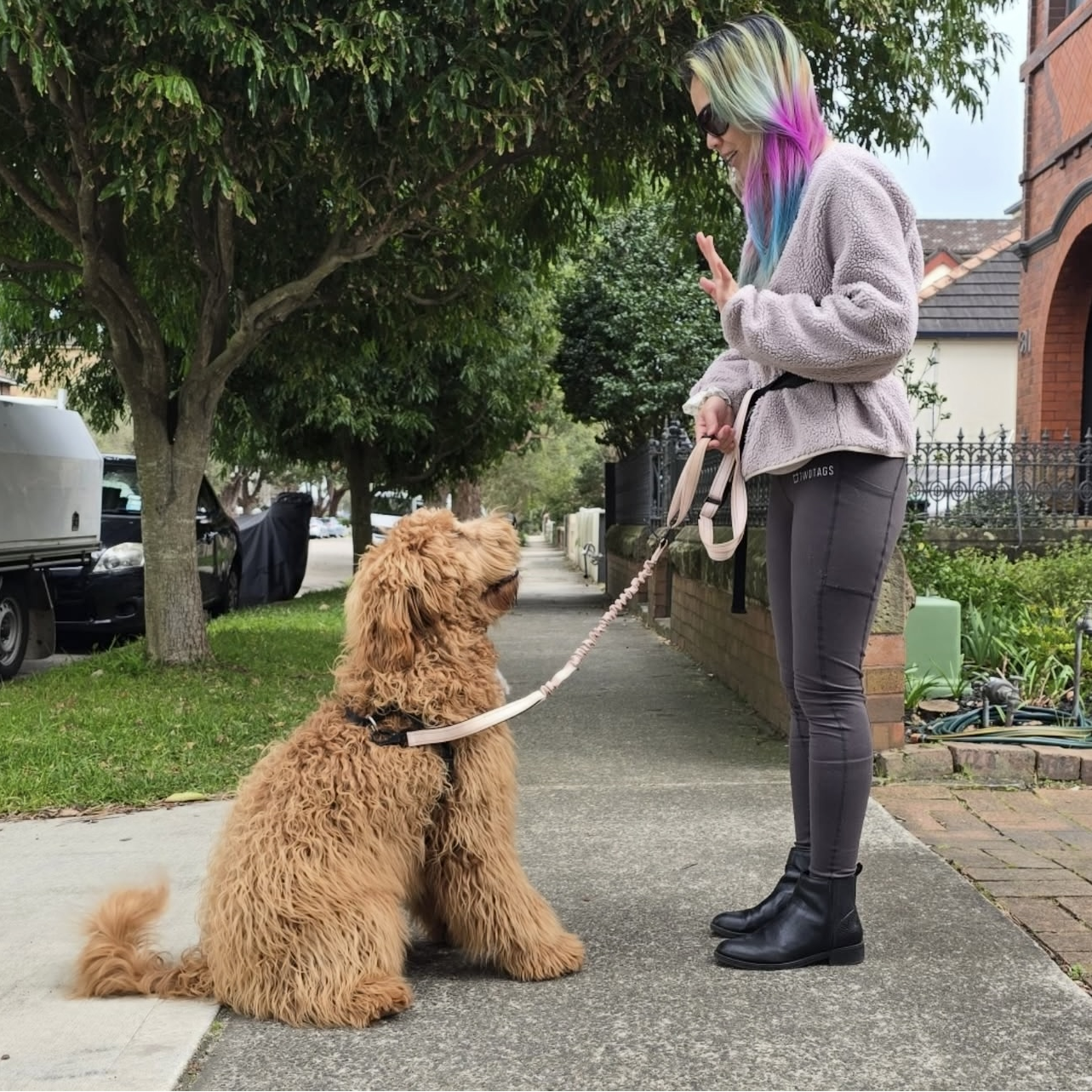 HAPPUP Hands-Free ALL-IN-ONE Leash