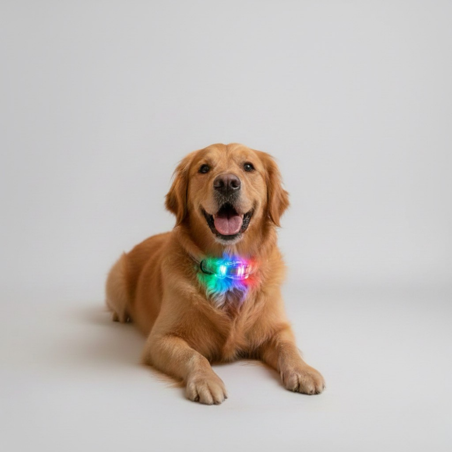 BIGPAW LED Collar - Large Breed