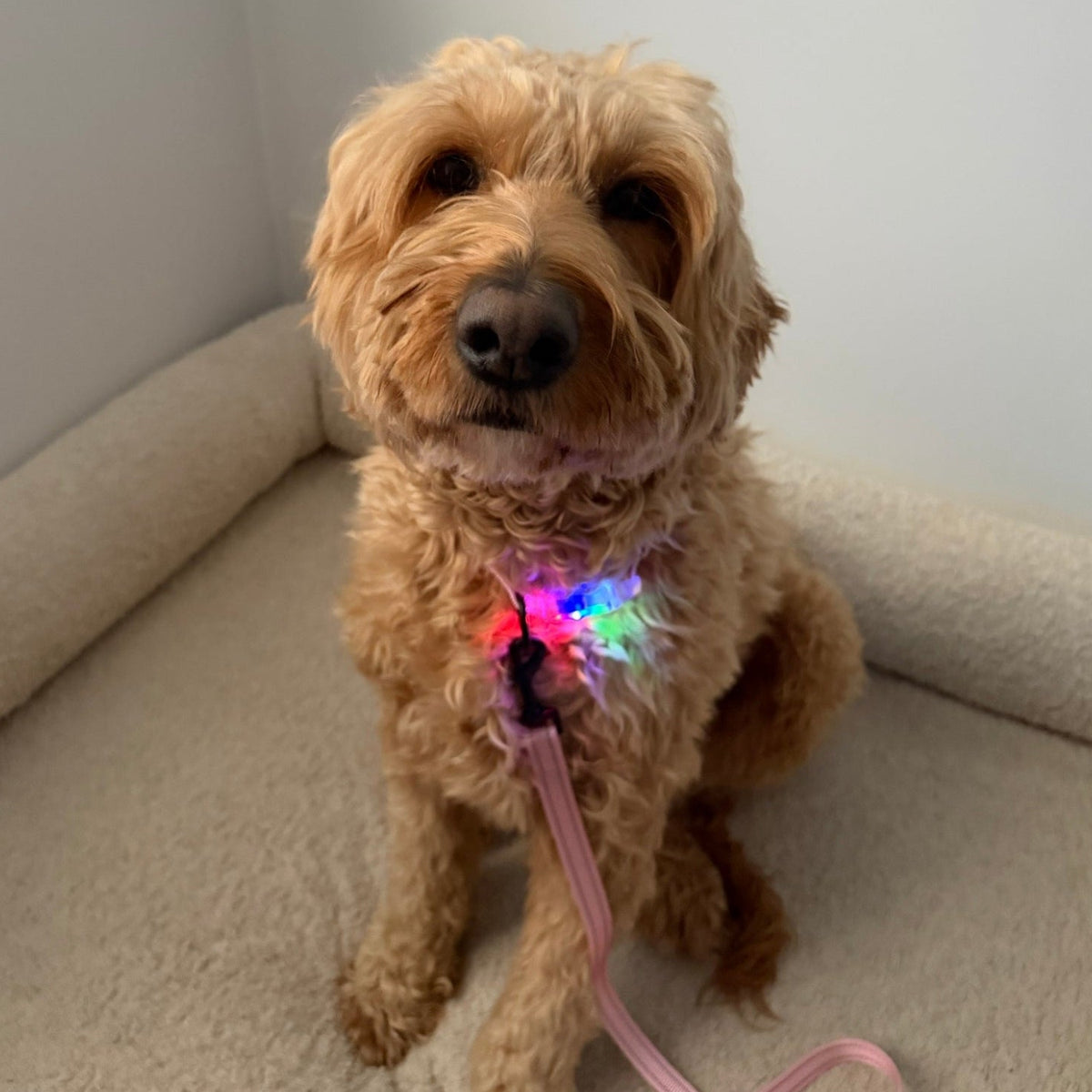 BIGPAW LED Collar - Large Breed